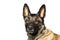 Face of dog Belgian Shepherd Malinois with attentive look on white background