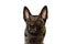 Face of dog Belgian Shepherd Malinois with attentive look on white background