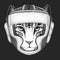 Face of domestic cat. Boxing helmet. Boxer. Portrait of animal. Cute kitty, kitten.