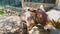 Face of a donkey. Close-up. Donkey behind stone wall chewing. Wildlife, animal, pet, donkey, forest.