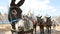 Face of donkey tied up to tree, line of animals standing behind, transportation