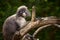 Face of dusky leaf monkey in wilderness