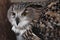 Face of the eagle owl is close-up, pointing sideways profile