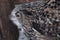 Face of the eagle owl is close-up, pointing sideways profile