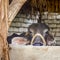 Face of Egyptian grey buffalo in stockyard at Egyptian farm