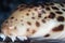 Face of Endemic Raja Epaulette Shark