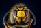 Face of European hornet Vespa on black background