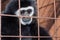 Face and eyes downcast of gibbon in a cage