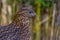 The face of a female crimson horned pheasant in closeup, tropical bird specie from the himalaya mountains of Asia