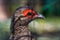 The face of a female edwards pheasant in closeup, tropical bird specie from Vietnam, Critically endangered animal species