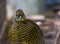 Face of a female golden pheasant in closeup, tropical bird specie from china and america