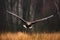 Face flight, Haliaeetus albicilla, White-tailed Eagle, birds of prey with forest in background