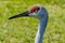 The Face of a Florida Sandhill Crane