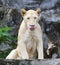 Face of funny lioness tongue