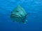 Face of Giant Potato Cod Great Barrier Reef