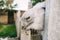 Face of a goat close up. A funny goat peeks out behind an wooden fence. Side view