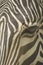 Face of a Grevy\'s zebra close up