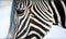 Face of a Grevy\'s zebra close up