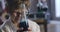 Face of happy Caucasian boy holding flask with blue liquid and smiling. Portrait of smart curly-haired teenager