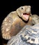 Face of a happy tortoise