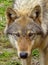 Face and head of a Eurasian wolf