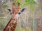 Face head giraffe close up have yellow tag on them ear can see beautiful pattern texture fur on neck