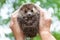 Face of a hedgehog close-up , isolated on a blurred natural background. A male hand holds a cute prickly European