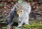 A face on image of a grey squirrel