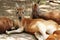 Face kangaroo resting ground with herd