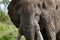 Face of a large African elephant