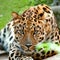 Face of leopard closeup staring at camera