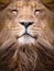 Face of a lion closeup