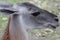 face of a llama close-up