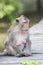 Face of Long-tailed macaque, Crab-eating macaque show nipple br