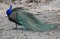 Face of male indian peacock on jungle field