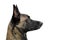 Face of a Malinois Belgian Shepherd dog attentive to orders with a lively and happy look
