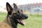 Face of a Malinois Belgian Shepherd dog attentive to orders with a lively and happy look