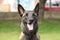 Face of a Malinois Belgian Shepherd dog attentive to orders with a lively and happy look