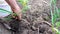 without a face. A man digs up young green garlic.