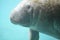 Face of a Manatee Swimming Underwater in Tropical Waters