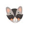 Face mask of cute raccoon isolated emoticon mask