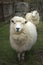 Face of merino sheep in new zealand rural farm