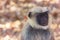 Face of a monkey,Gray langur, Gir Natonal Park, Gujarat, India