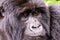 Face of a mountain gorilla at close quarters