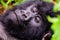 Face of a mountain gorilla laying on the ground