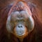 The face of orangutan.