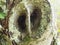 Face of an owl on a tree trunk, la coruÃ±a, galicia, spain, europe