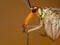 Face of Panorpa communis aka Scorpion fly