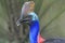 The face part of the Cassowary with a beautiful color.