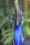 The face part of the Cassowary with a beautiful color.